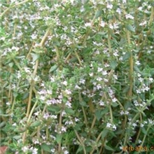 供应法国百里香