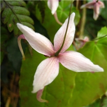 汇生医药低价大量供应男性保健品原料淫羊藿提取物