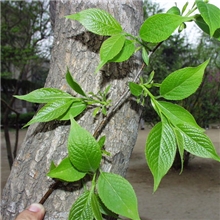 汇生医药低价大量供应天然植物提取物98%绿原酸