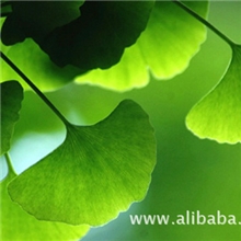 汇生医药供应促循环、抗氧化、抗衰老产品银杏总黄酮