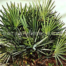 陕西汇生医药供应锯叶棕提取物脂肪酸用于男性保健品