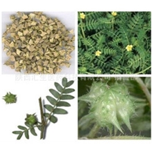 汇生医药供应男性保健品原原料刺蒺藜提取物-刺蒺藜皂苷