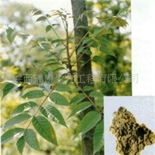 供应椿皮提取物(图)