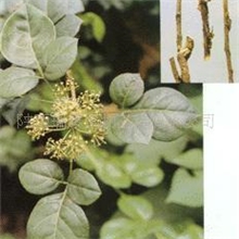 供应五加皮提取物(图)