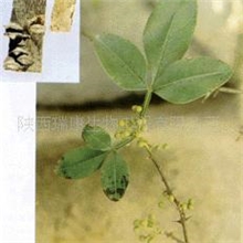 供应浙桐皮提取物(图)