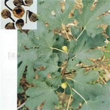 供应无花果提取物(图)