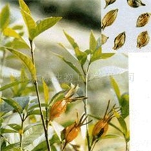 供应柿蒂提取物(图)