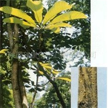 供应厚朴提取物(图)