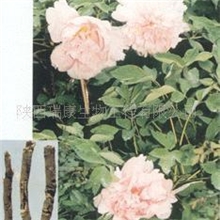 供应牡丹皮提取物(图)