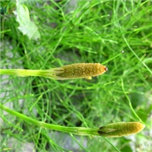 问荆提取物现货供应高含量7%纯天然植物提取原料专业植提厂家