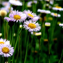 供应优质灯盏花素Scutellarin灯盏花提取物灯盏花乙素98%