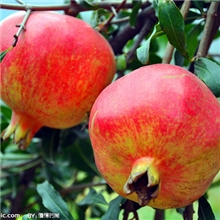 植提厂家优质供应石榴皮提取物