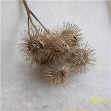 植提专业生产厂家优质供应牛蒡子提取物