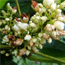 纯进口瓜拉纳提取物99%CAS号：58-08-2