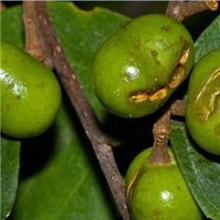 天然进口原料提取臀果木提取物