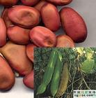 供应刀豆SemenCanavaliae提取物