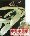 供应石南叶FoliumPhotiniae提取物
