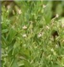 供应王不留行SemenVaccariae提取物