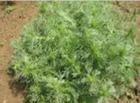 供应茵陈HerbaArtemisiaeScopariae提取物
