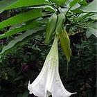 供应丁溴东莨菪碱Butylscopolaminebromide