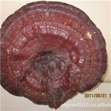 直销安徽金寨银山灵芝种植试验基地的(沪农灵芝1号（119）)灵芝