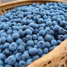 欧洲越橘提取物25%花青素