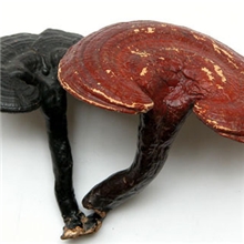 灵芝提取物10-40%灵芝多糖