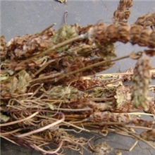 夏枯草提取物PrunellaVulgarisExtract