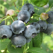 蓝莓提取物25%花青素