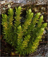 石杉碱甲A（千层塔提取物）