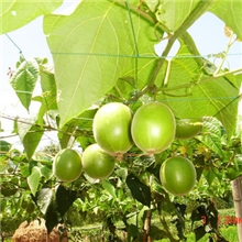 罗汉果提取物８０－２５