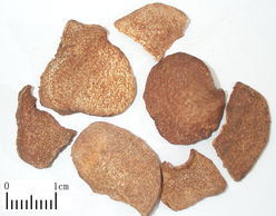 西安博弈大量出售黄药子提取物（欢迎咨询）