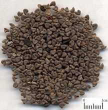 西安博弈生物大量出售茼麻子提取物（欢迎咨询）