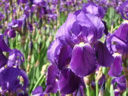 西安博弈大量出售龙胆草提取物（欢迎咨询）