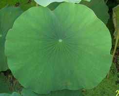 西安博弈生物大量出售荷叶提取物（欢迎咨询）