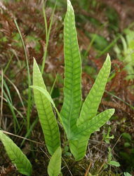 西安博弈大量出售金鸡脚提取物（欢迎咨询）