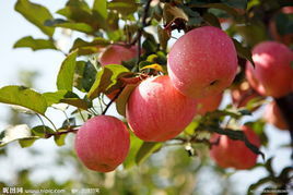 西安博弈生物大量出售苹果提取物（欢迎咨询）