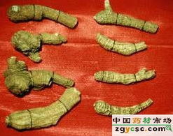 西安博弈生物大量出售穿破石提取物（欢迎咨询）