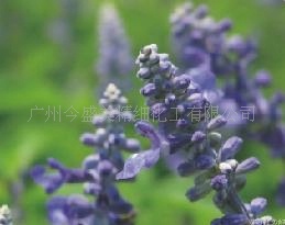 正品化妆品加盟/代销有机天然精油鼠尾草精油超临界萃取