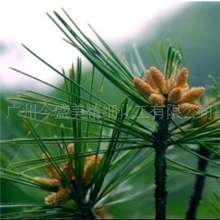 品牌化妆品招商加盟直批玉怡美松针精油单方精油精油原料批发