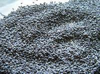 批发明列子(籽),又兰香子,.黑珍珠.饱腹种子减肥排毒