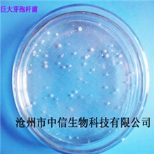巨大芽孢杆菌