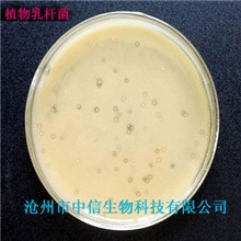 植物乳杆菌