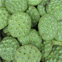 莲藕莲蓬莲子荷花莲花等各类种子