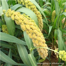 山地种植纯天然不抛光不上色黄小米批发零售北京杂粮粗粮