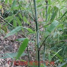 供应美穗龙竹等300种观赏竹种苗(图)