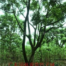 供应橄榄树等300种园林观赏树苗、竹苗(图)