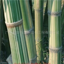 供应花巨竹等300种观赏竹种苗(图)