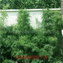 供应花竹等300种观赏竹苗(图)