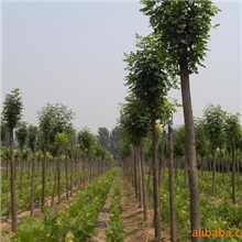 苗木供应－大规格法桐、速生法桐、景观法桐、法桐小苗